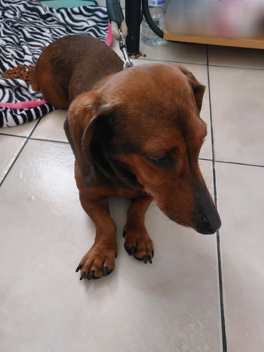 Foto del avistamiento de perro