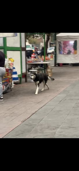 Foto del avistamiento de perro