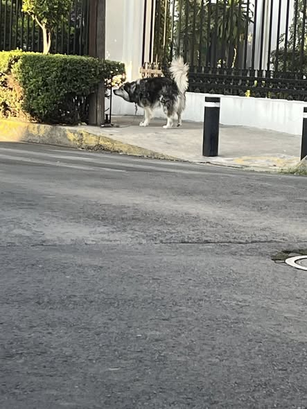 Foto del avistamiento de perro