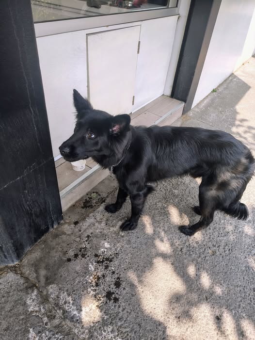 Foto del avistamiento de perro