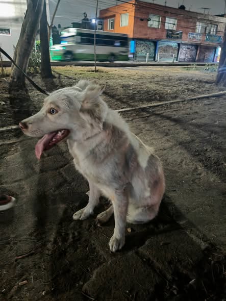 Foto del avistamiento de perro