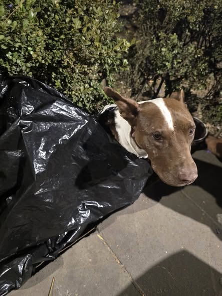 Foto del avistamiento de perro