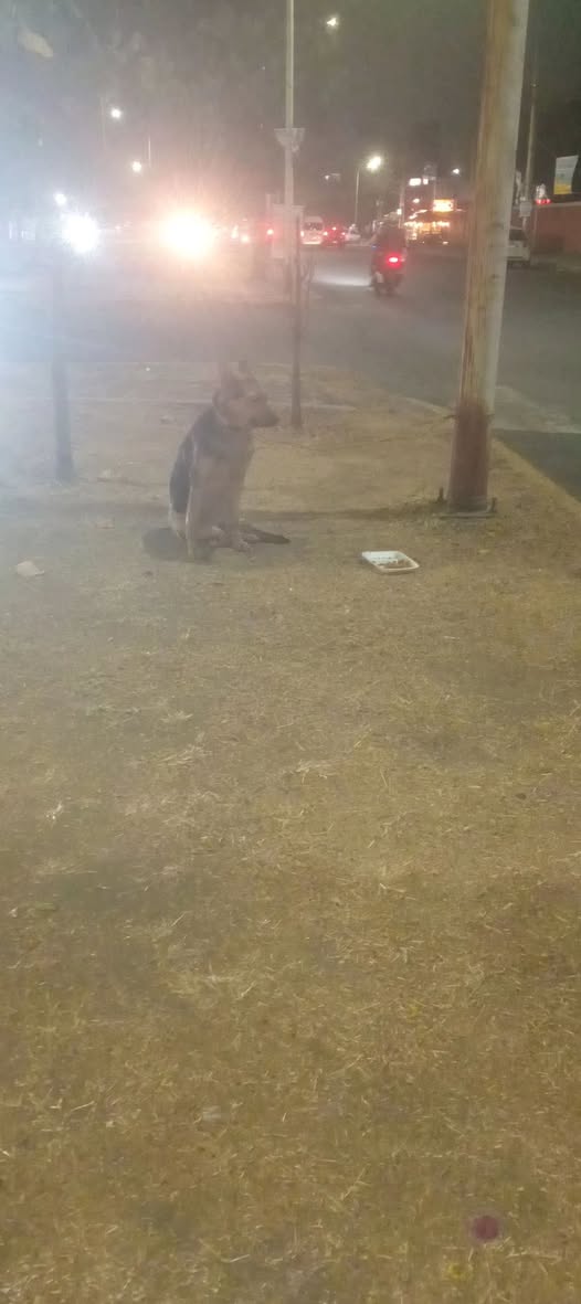 Foto del avistamiento de perro