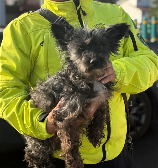 Foto del avistamiento de perro