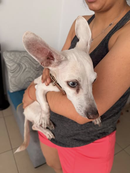 Foto del avistamiento de perro