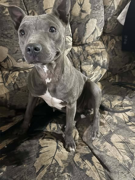 Foto del avistamiento de perro