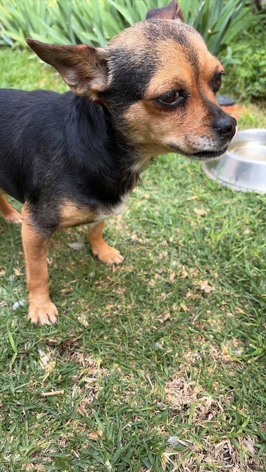 Foto del avistamiento de perro