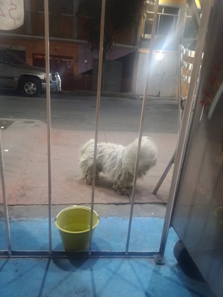 Foto del avistamiento de perro