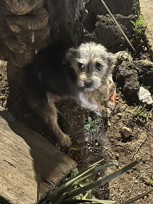 Foto del avistamiento de perro
