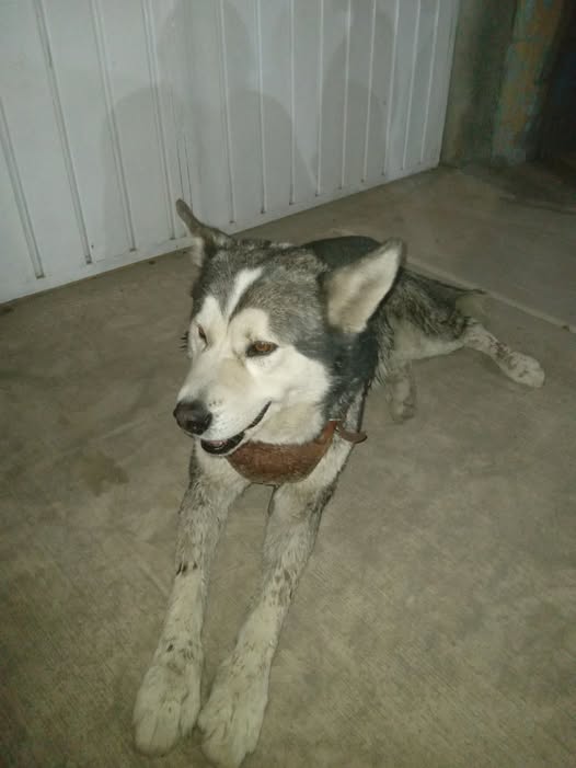 Foto del avistamiento de perro