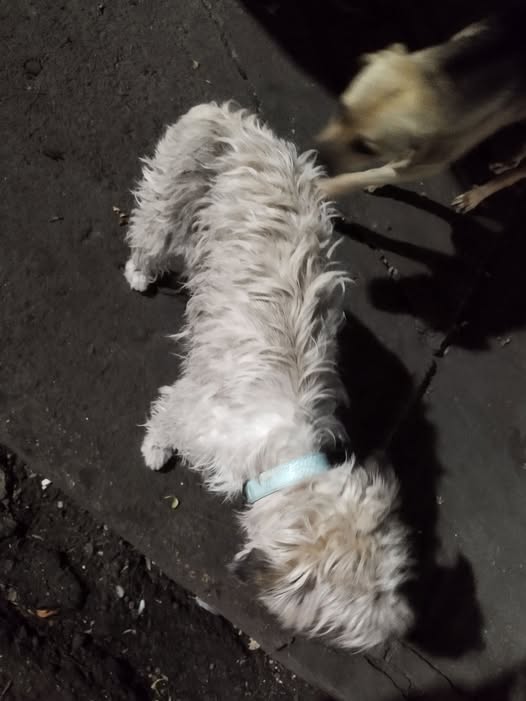 Foto del avistamiento de perro