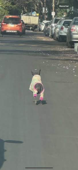 Foto del avistamiento de perro