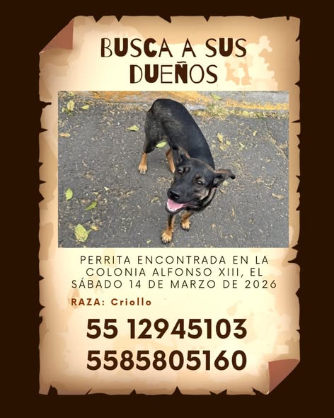 Foto del avistamiento de perro