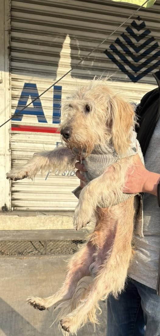 Foto del avistamiento de perro