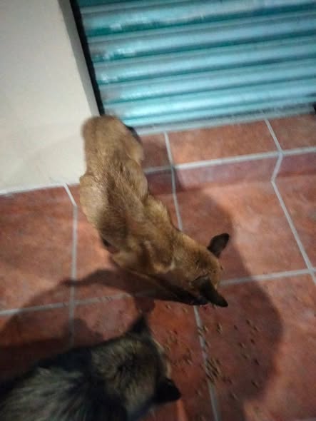 Foto del avistamiento de perro