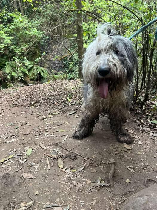 Foto del avistamiento de perro
