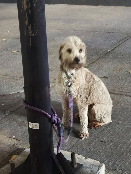 Foto del avistamiento de perro