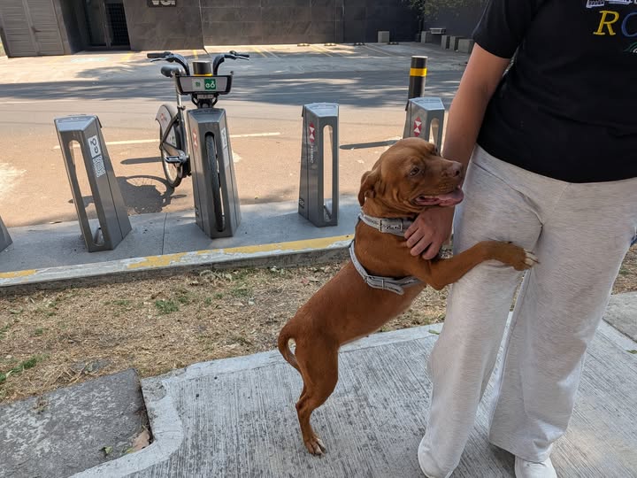 Foto del avistamiento de perro