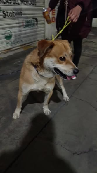 Foto del avistamiento de perro