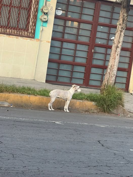 Foto del avistamiento de perro