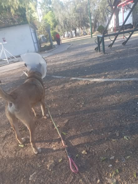 Foto del avistamiento de perro