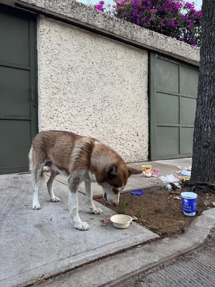 Foto del avistamiento de perro
