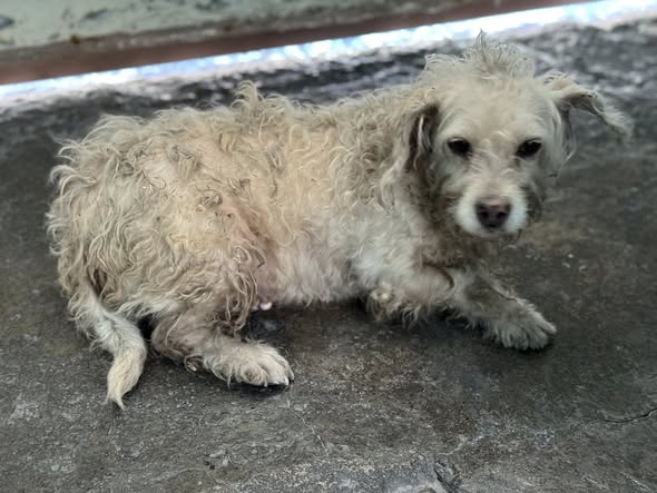 Foto del avistamiento de perro