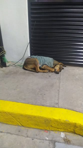 Foto del avistamiento de perro