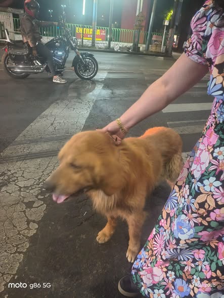 Foto del avistamiento de perro