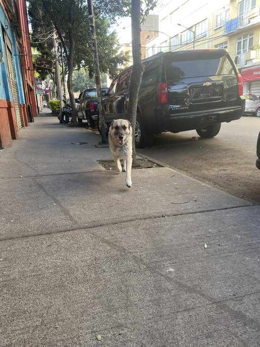 Dog sighting photo