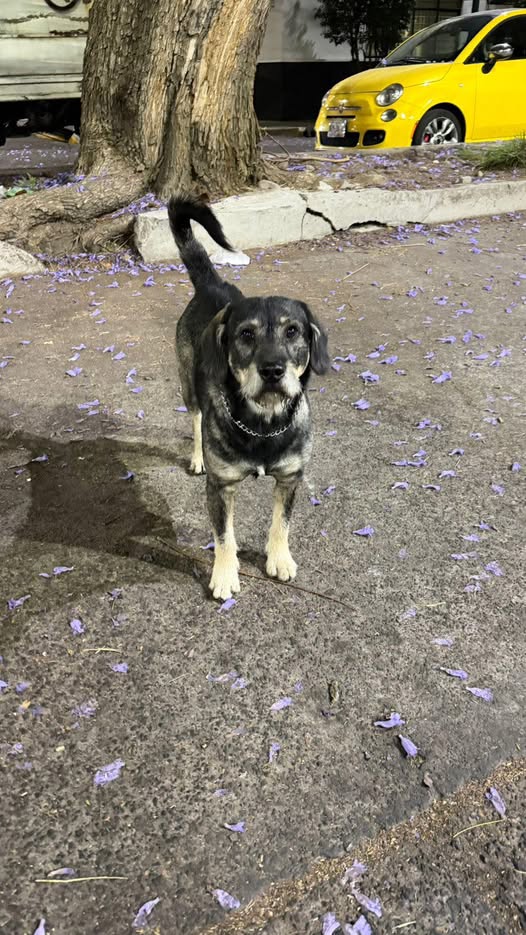 Foto del avistamiento de perro