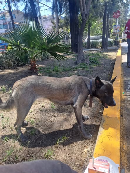 Foto del avistamiento de perro