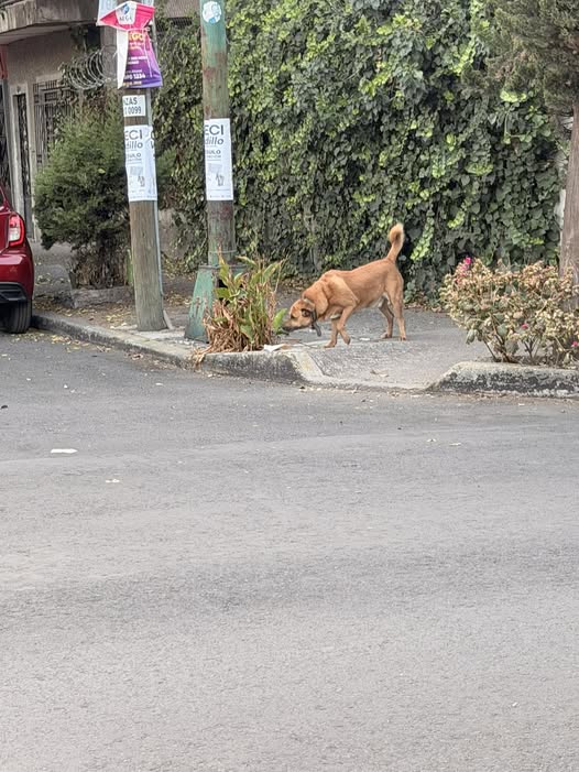 Foto del avistamiento de perro