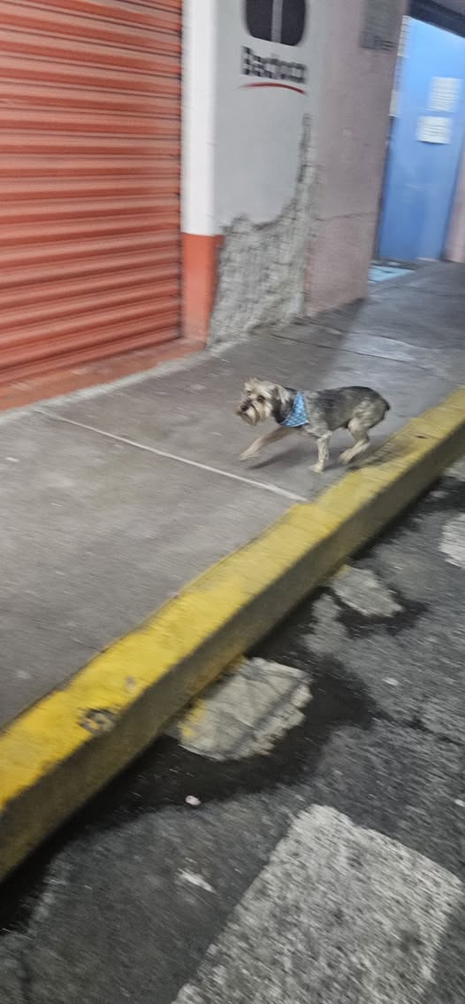 Foto del avistamiento de perro
