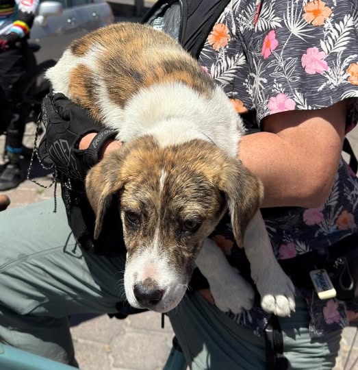 Foto del avistamiento de perro