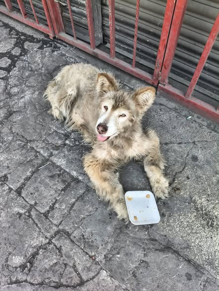 Foto del avistamiento de perro