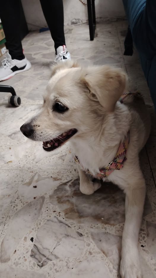 Foto del avistamiento de perro