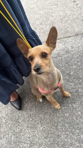 Foto del avistamiento de perro