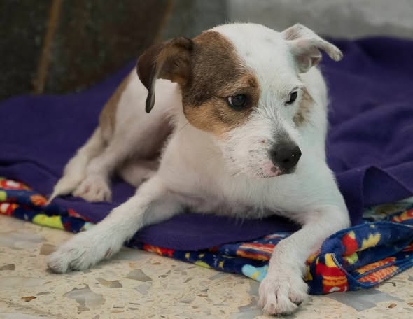 Foto del avistamiento de perro