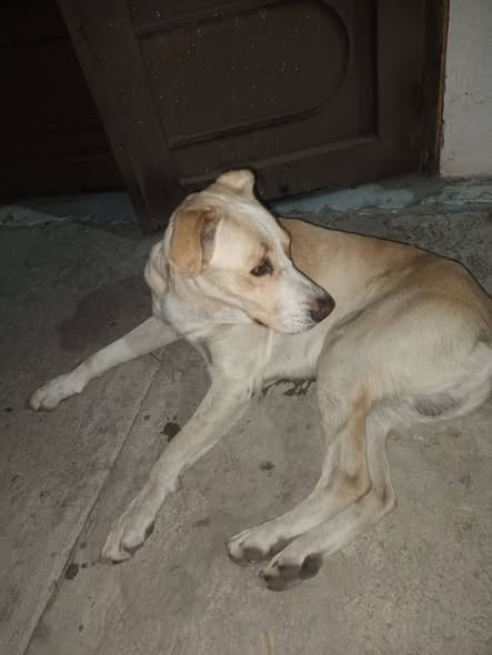 Foto del avistamiento de perro