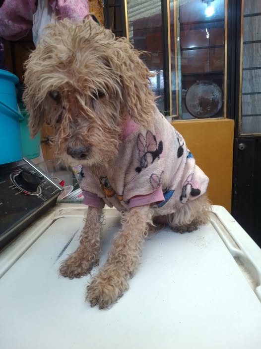 Foto del avistamiento de perro