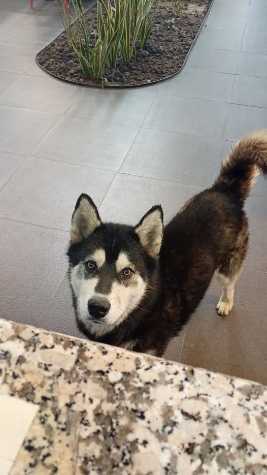 Foto del avistamiento de perro