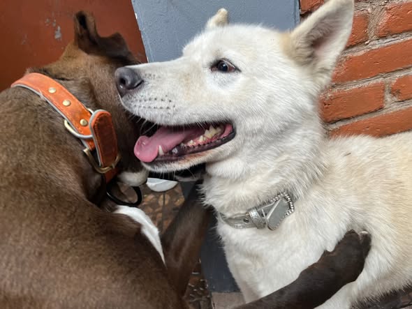 Foto del avistamiento de perro