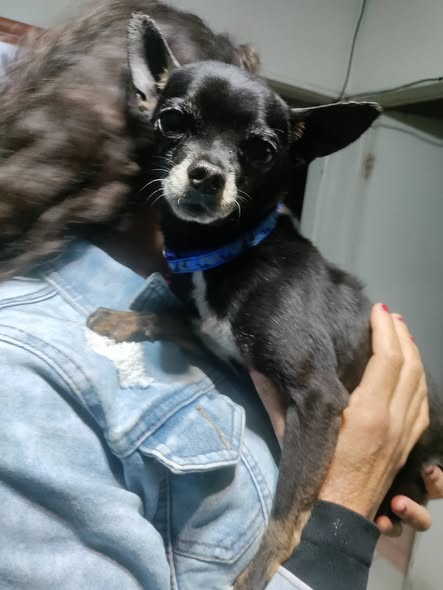 Foto del avistamiento de perro