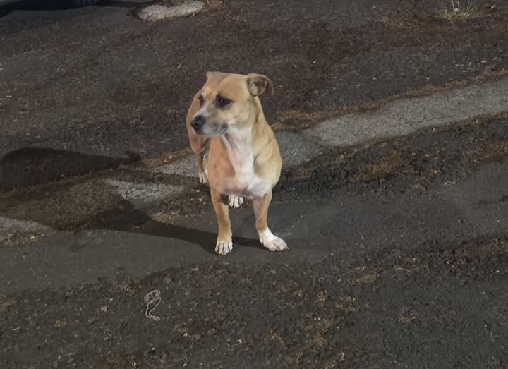 Foto del avistamiento de perro