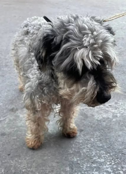 Foto del avistamiento de perro