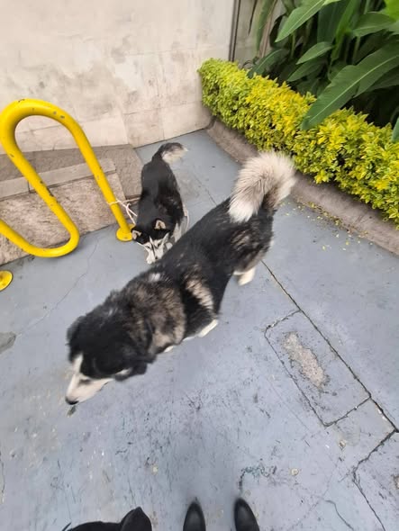 Foto del avistamiento de perro