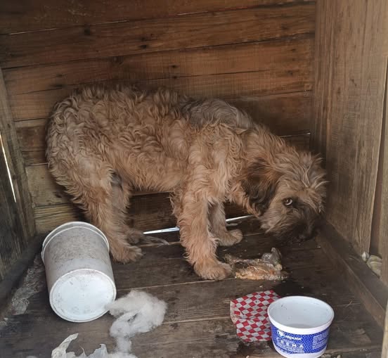 Foto del avistamiento de perro