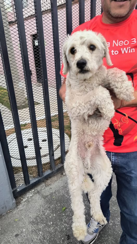 Foto del avistamiento de perro