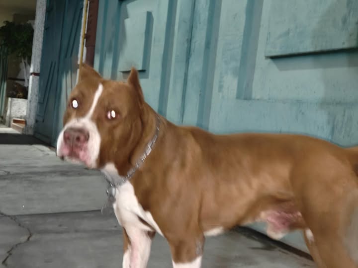 Foto del avistamiento de perro